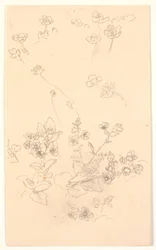 Blomsterstudier