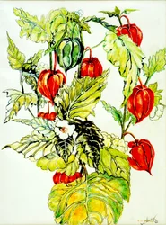 Chinese Lantern Spray, 2005, (vattenfärg)
