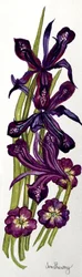 Iris och primörer (akvarell)