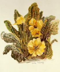 Primrose, 2010, vattenfärg på handgjort papper,