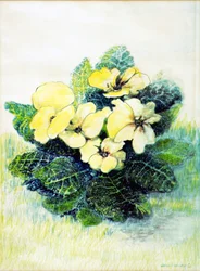 Primrose Pale Yellow, 2005 (vattenfärg)