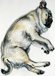Sleeping Pug One, 2000, (oljepastell)