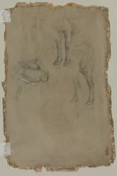 Studier av en tjur, 1864.