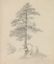 Tallar och klippor