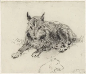 Liggande fårhund
