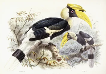Dichocerus bicornis, 1876-1882