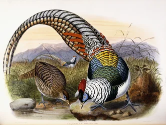 Thaumalea Amherstae