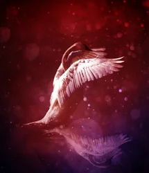 Bird Kingdom 7 (blodlinje)