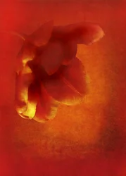 Blomma i rött, 2016 digital fotokonst)