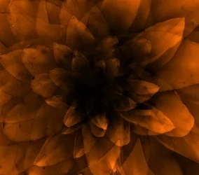 Blommaorange, 2016 (digitalt konsttryck)