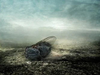 Fly, 2013 (fotografi)