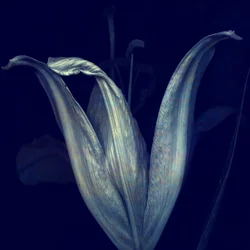 Lily 1, 2018 (digital fotokonst)