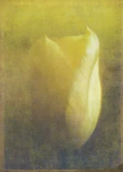 Tulip, 2015 (digital fotokonst)
