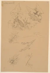 Blad- och blomstudier