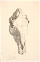 Hjortkranium