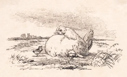 Kycklingarna