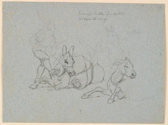 Liggande åsna som piskas och sparkas av en chaufför. T.h. två studier av en liggande och en stående åsna