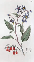 Bitterljuva Solanum dulcamara, 1804-1811