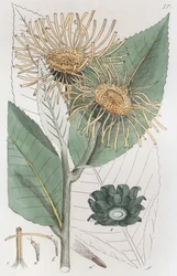 Elecampane Inula helenium, 1804-1811