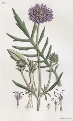 Åkerskabb Knautia arvensis, 1804-1811
