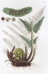 Hane Fern Dryopteris filix-mas, 1804-1811