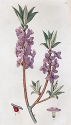 Mezereon Daphne mezereum, 1804-1811