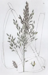 Reed Sweet Grass Poa aquatica, 1804-1811