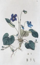 Sweet Violet Viola odorata, 1804-1811