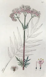 Valeriana Valeriana officinalis, 1804-1811