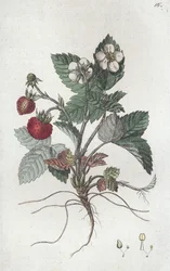 Vildsmultron Fragaria vesca, 1804-1811