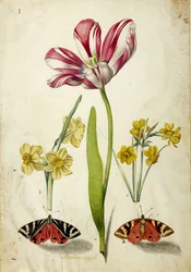 Tulpan, narcisser och fjärilar, ca. 1660.