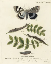 Blå undervingsmal eller Clifden nonpareil, Catocala fraxini. Handkolorerad kopparstick av Johann Carl Bock efter Eugenius Johann Christoph Espers Fjärilarna i illustrationer från naturen, Erlangen