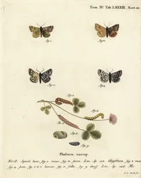 Burnet sällskapsfjäril, Euclidia glyphica 1,2, och Mother Shipton-fjärilen, Euclidia mi, 3-9. Handkolorerad kopparstick av Johann Carl Bock efter Eugenius Johann Christoph Espers Fjärilarna i illustrationer från naturen, Erlangen