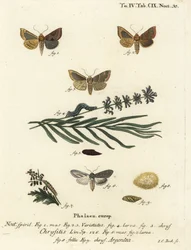 Borrad mässingsfjäril, Diachrysia chrysitis 1-5, och grön silver-spangled haj, Cucullia argentea 6-9. Handkolorerad kopparstick av Johann Carl Bock efter Eugenius Johann Christoph Espers Fjärilarna i illustrationer från naturen, Erlange
