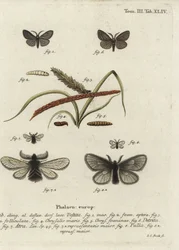 Canephora hirsuta, Ocneria detrita och Epichnopterix plumella.