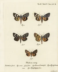 Catocala conversa 1-3, Catocala nymphaea 4, och ekgul undervinge, Catocala nymphagoga 5. Handkolorerad kopparstick av Johann Carl Bock efter Eugenius Johann Christoph Espers Fjärilarna i illustrationer efter naturen, Erlangen