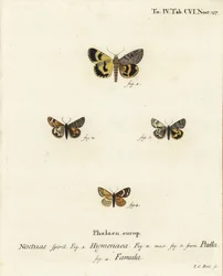 Catocala hymenaea 1, Amerila puella 2,3 och Isturgia famula moths 4. Handkolorerad kopparstick av Johann Carl Bock efter Eugenius Johann Christoph Espers Fjärilarna i illustrationer efter naturen, Erlangen