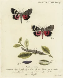 Catocala pacta nattfjäril. Handkolorerad kopparstick av Johann Carl Bock efter Eugenius Johann Christoph Espers Fjärilarna i illustrationer från naturen, Erlangen