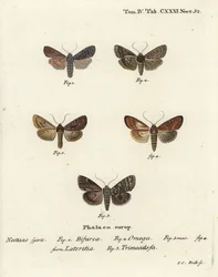 Conformist, Lithophane furcifera 1, dubbelpil, Graphiphora augur 2, knapp brindle, Apamea lateritia 3,4 och silverbågar, Polia hepatica 5.