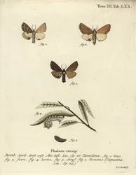 Coxcomb framträdande, Ptilodon capucinus.