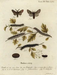 Decemberfjäril, Poecilocampa populi.