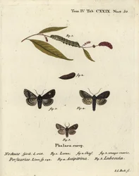 Dot, Melanchra persicariae 1-4 och Dryobota labecula 5. Handkolorerad kopparstick av Johann Carl Bock efter Eugenius Johann Christoph Espers Fjärilarna i bilder från naturen, Erlangen