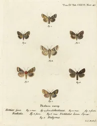 Dusky sallow, Eremobia ochroleuca 1,4, Cynaeda dentalis 2,3, earmal, Amphipoea oculea 5,6, och common rustic, Mesapamea secalis 7. Handkolorerad kopparstick av Johann Carl Bock efter Eugenius Johann Christoph Esper i Abbild Schmetterlinge