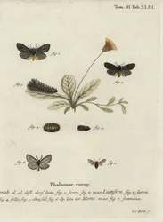 Epatolmis caesarea och Penthophera morio nattfjärilar.
