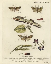 Frostad orange nattfjäril, Gortyna flavago 1,2, och vinkeltecknad nattfjäril, Phlogophora meticulosa 3-7. Handkolorerad koppargravyr av Johann Carl Bock efter Eugenius Johann Christoph Espers Die Schmetterlinge in Abbildungen nach der Natur, Erlangen