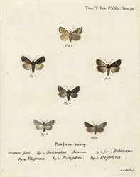Garden Dart, Euxoa nigricans 1-3, Hadena filograna 4, antirrhinum brocade, Calophasia platyptera 5, Simyra nervosa 6. Handkolorerad kopparstick av Johann Carl Bock efter Eugenius Johann Christoph Espers Fjärilarna i illustrationer efter den