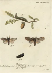 Stort framträdande, Peridea anceps.