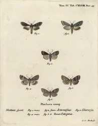Grön silverfläckad haj, Cucullia argentea 1,2, höstlig rustik, Eugnorisma glareosa 4, åttiofigur, Tethea ocularis 4-6. Handkolorerad kopparstick av Johann Carl Bock efter Eugenius Johann Christoph Espers Die Schmetterlinge i Abbildun