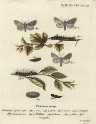 Grå dolk, Acronicta psi 1-4, och mörk dolk, Acronicta tridens 5-8. Handkolorerad kopparstick av Johann Carl Bock efter Eugenius Johann Christoph Espers Fjärilarna i illustrationer från naturen, Erlangen