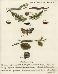Grå axelknut, Lithophane ornitopus 1,2, volangkastanj, Agrochola helvola 3-5, konform, Lithophane furcifera 6-9. Handkolorerad kopparstick av Johann Carl Bock efter Eugenius Johann Christoph Espers Die Schmetterlinge in Abbildungen n